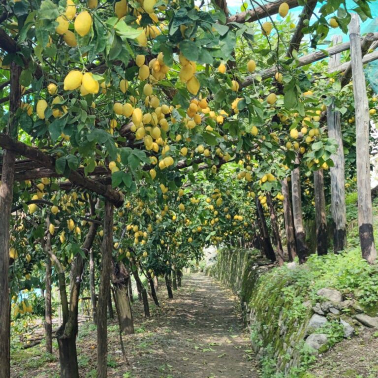 Limoneto 1